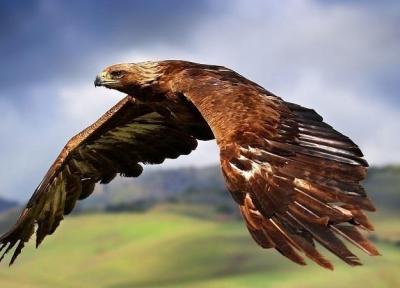 خبرنگاران بازگشت 27 پرنده شکاری به آسمان همدان